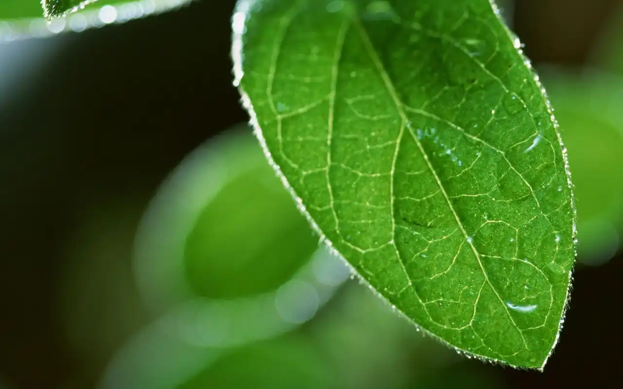 清新护眼高清唯美绿叶桌面壁纸
