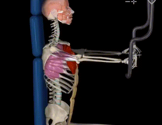 胸肌就是胸部的肌肉由上中下三部分构成又称胸大肌