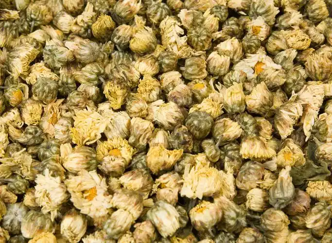 怀珍珠菊的饮用方法