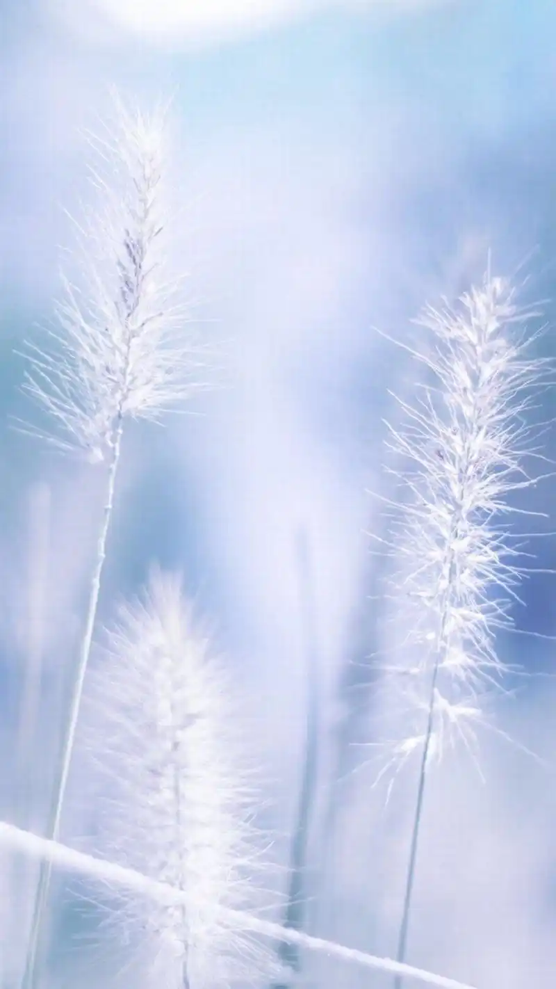 精选唯美梦幻小清新植物高清手机壁纸