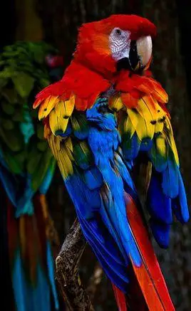 五彩金刚鹦鹉