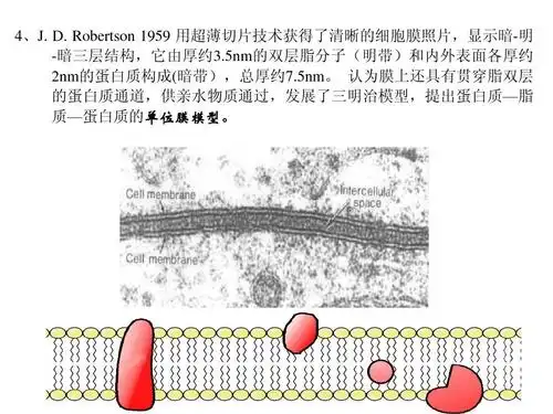 1959 用超薄切片技术获得了清晰的细胞膜照片,显示暗-明 -暗三层结构