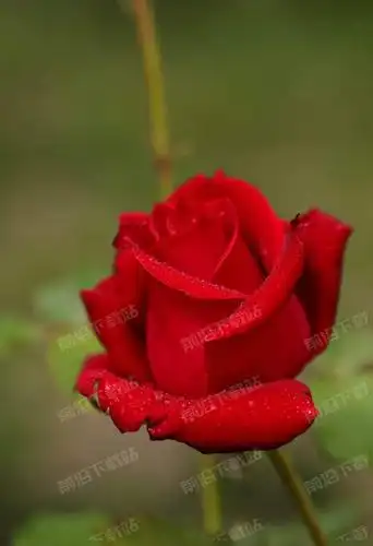 玫瑰花真实图片(玫瑰花真实图片朋友圈)