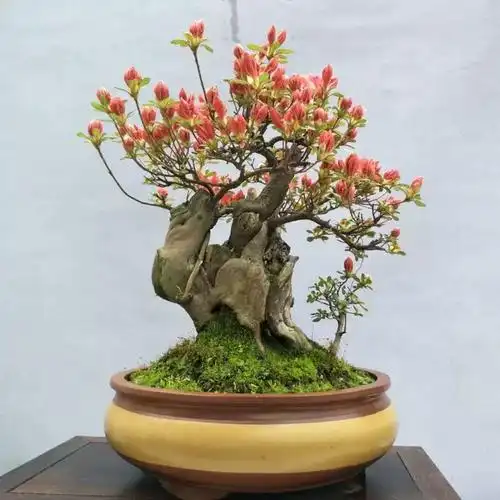 精品映山红杜鹃花树桩花卉盆景高档别墅庭院栽种植物