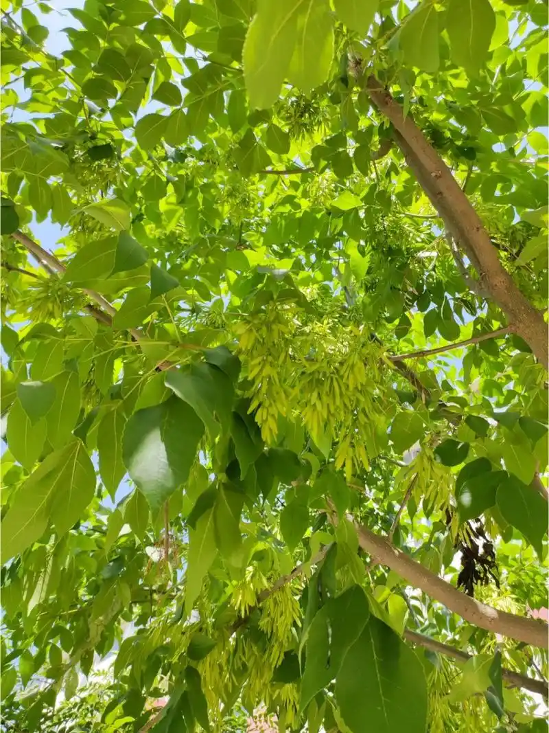 杜仲山楂白蜡树|花椒杨树悬铃木