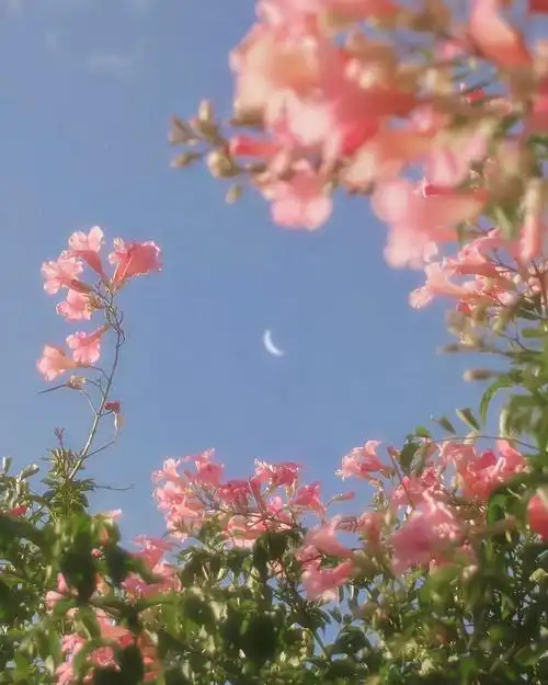 聊天背景图 朋友圈背景图