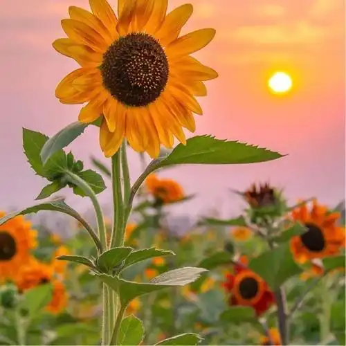 高清唯美女人好运吉祥微信头像顺风顺水_风水头像_头像屋
