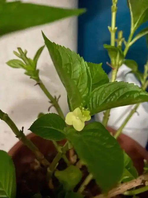 挑战全网最小的绣球花