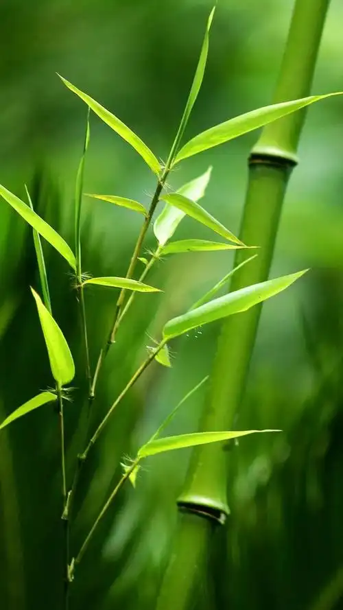 绿色背景图 养眼 微信 绿色背景图片 微信 养眼 - 网络编辑之家