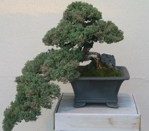 地柏盆景养护管理方法