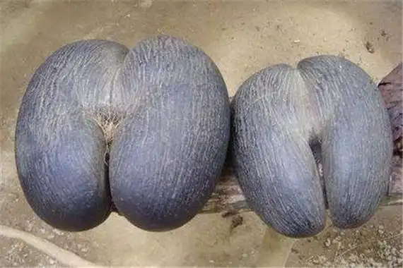 世界上最大的种子是什么这个种子有什么特别的地方