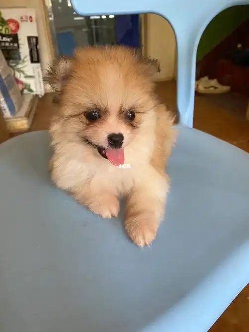 陕西咸阳 想养一只博美