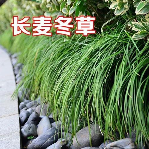 日本矮麦冬草玉龙草庭院草坪绿化地被植物细叶金边耐寒小麦冬草苗