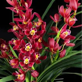 浓香兰花苗大花蕙兰红玉满堂带花苞红色喜庆年宵花原盆原土