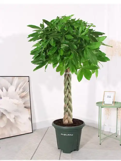 4米直杆发财树(青山盆) 不含盆【图片 价格 品牌 报价】-京东