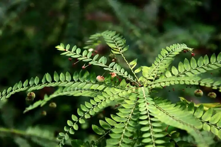浙江叶下珠叶下珠科叶下珠属