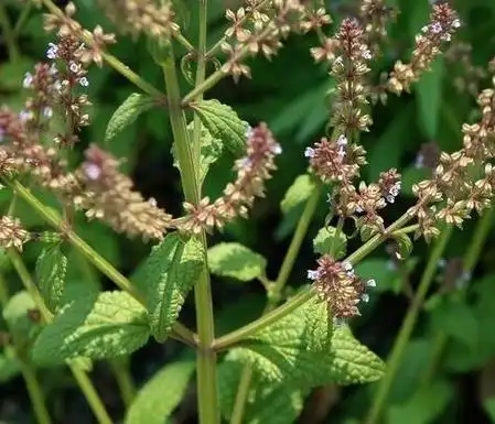 雪见草(雪见草的作用与功效)-伯乐百科