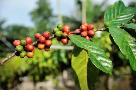 未摘在植物上的咖啡豆照片