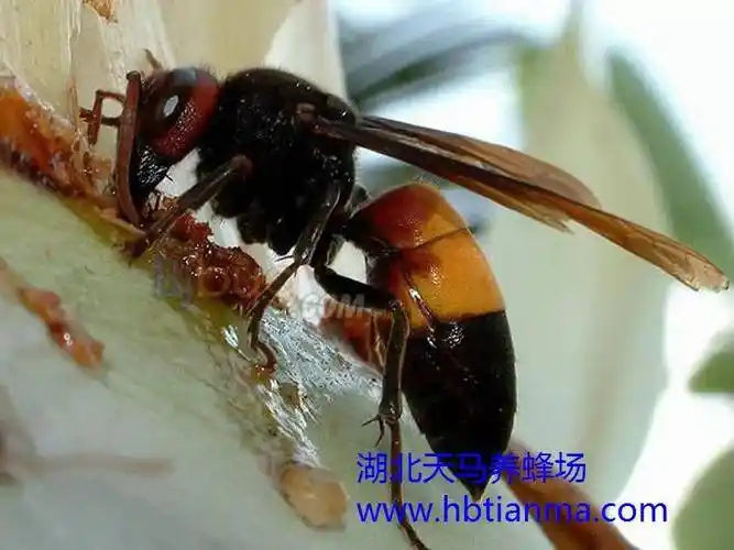 中蜂病虫害的防治