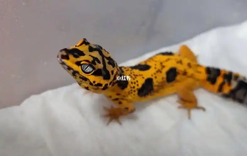 电橘柠檬豹纹守宫