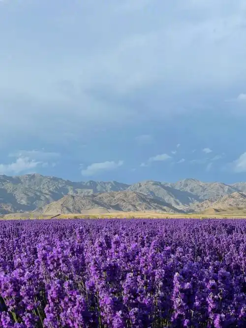 新疆景点六月的伊宁是薰衣草的紫