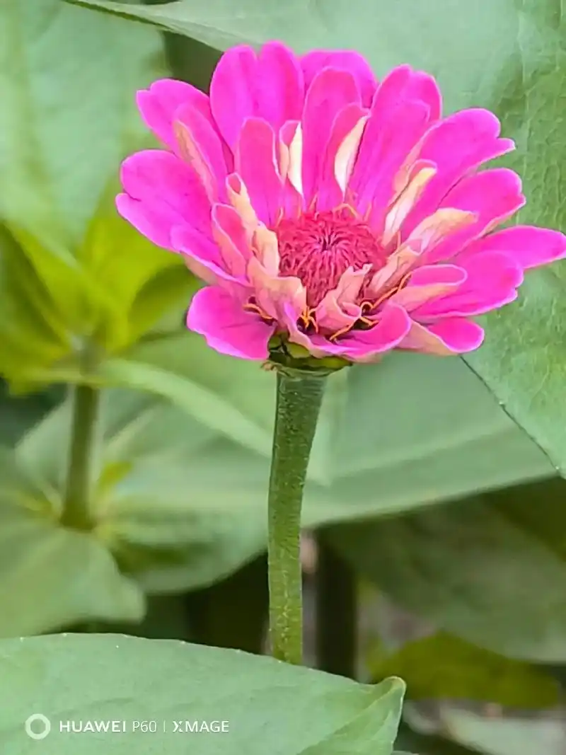 捕捉身边的花草 百日菊,又名步步登高,节节高,鱼尾菊,火毡花