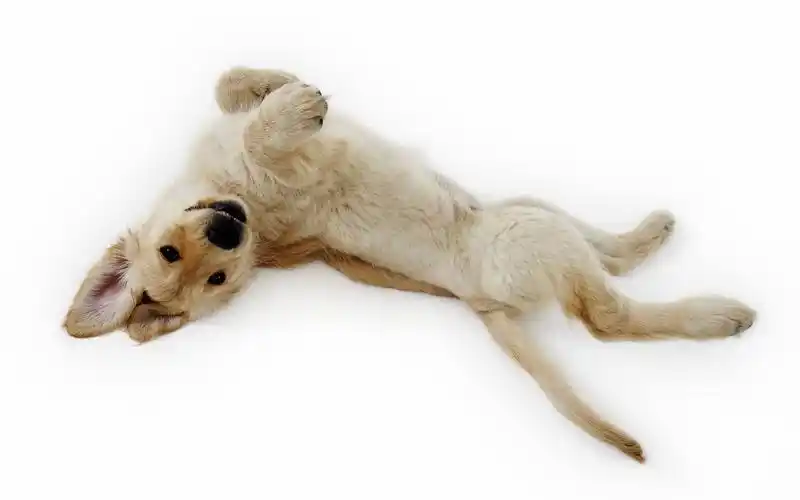 小狗狗宽屏电脑壁纸之可爱的宠物