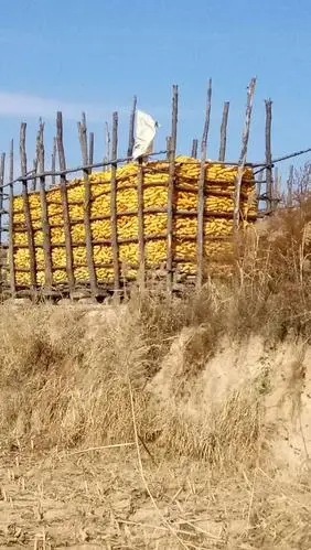 收获后的玉米,储存在架子上