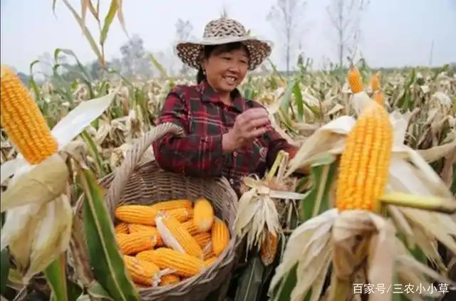 又到一年最忙季节,用机器收玉米,一百块一亩,农民靠种地赚钱吗