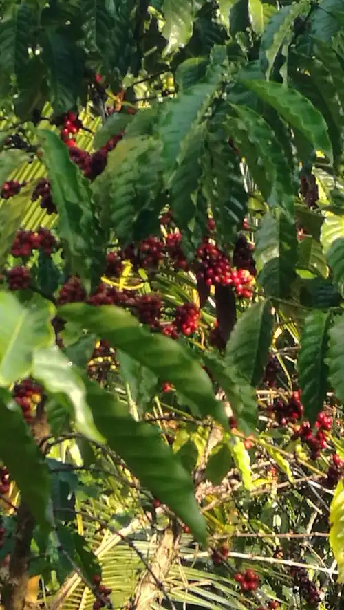 这是咖啡树结的咖啡豆