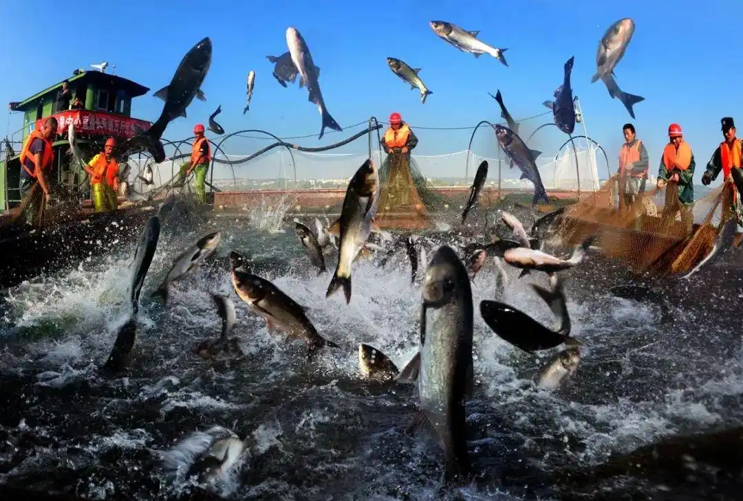 直击重庆长寿湖捕鱼现场,万斤大鱼空中腾飞,你见过这样的场景吗