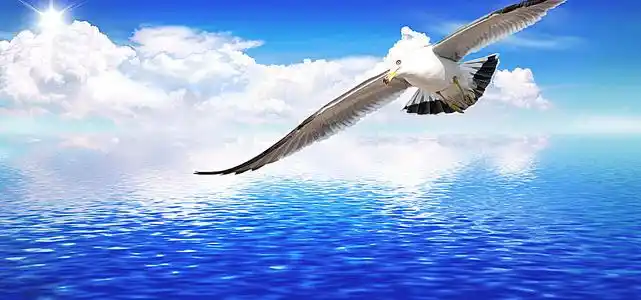 雄鹰翱翔剪纸 手工剪纸图片大全简单-蒲城教育文学网