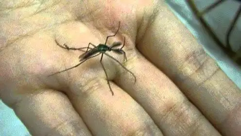 世界上最大的蚊子,不会叮咬人类不吸血,还会帮助人们