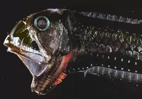 毒蛇鱼(the  viperfish)