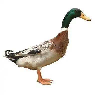 金锭鸭,麻鸭,老鸭,青头鸭番鸭