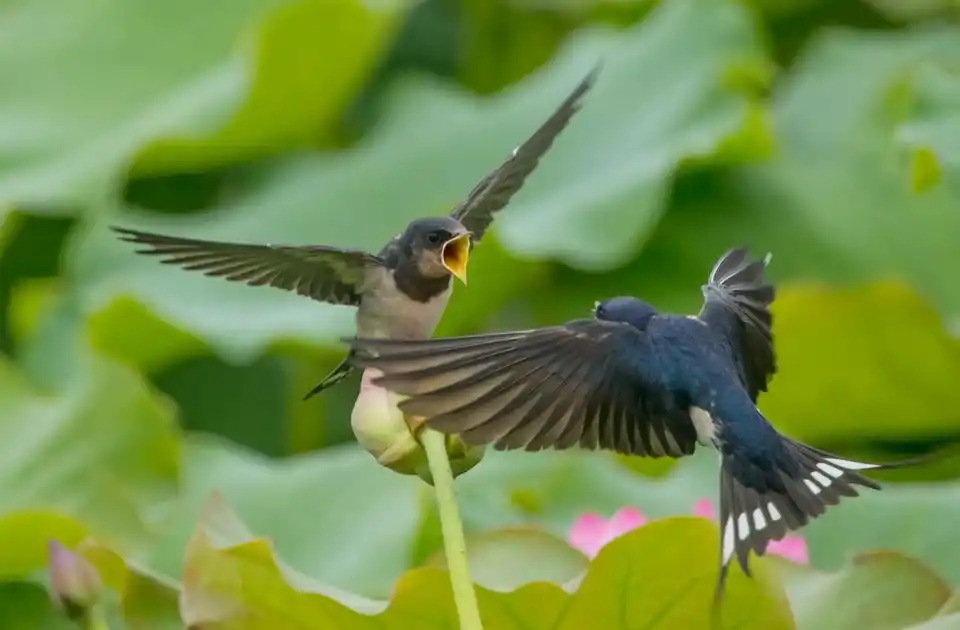 难得一见的荷花燕子图