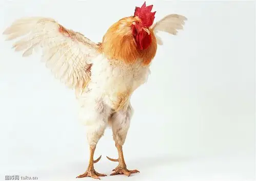 会飞的家禽:鸡鸭鹅,(家里养的有什么动物会飞呢,这个就需要小朋友们