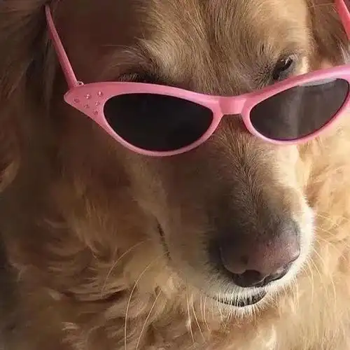 微信头像大全让你欲罢不能的沙雕头像来辽