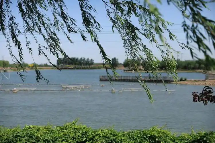 太行泉城美丽邢台水韵篇丨九河下梢大陆泽今日美丽新画卷