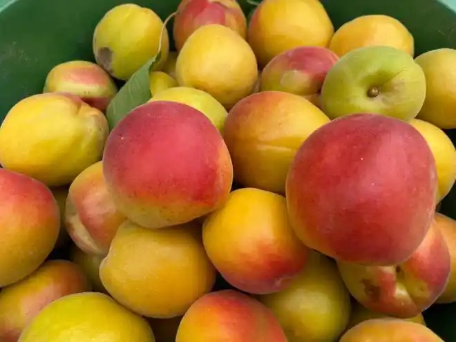 陕西大荔胭脂红杏成熟上市尝鲜20天仅189元箱包邮恳请助力杏农