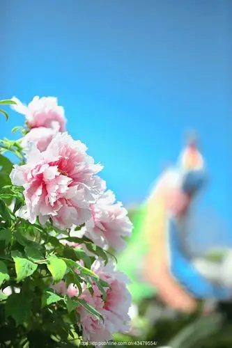 【牡丹摄影图片】生态摄影_太平洋电脑网摄影部落