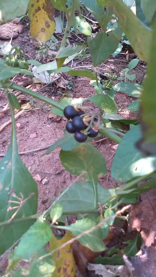 这个东西的学名叫什么,我们老家的人叫它"悠悠".吃起来是酸甜的.