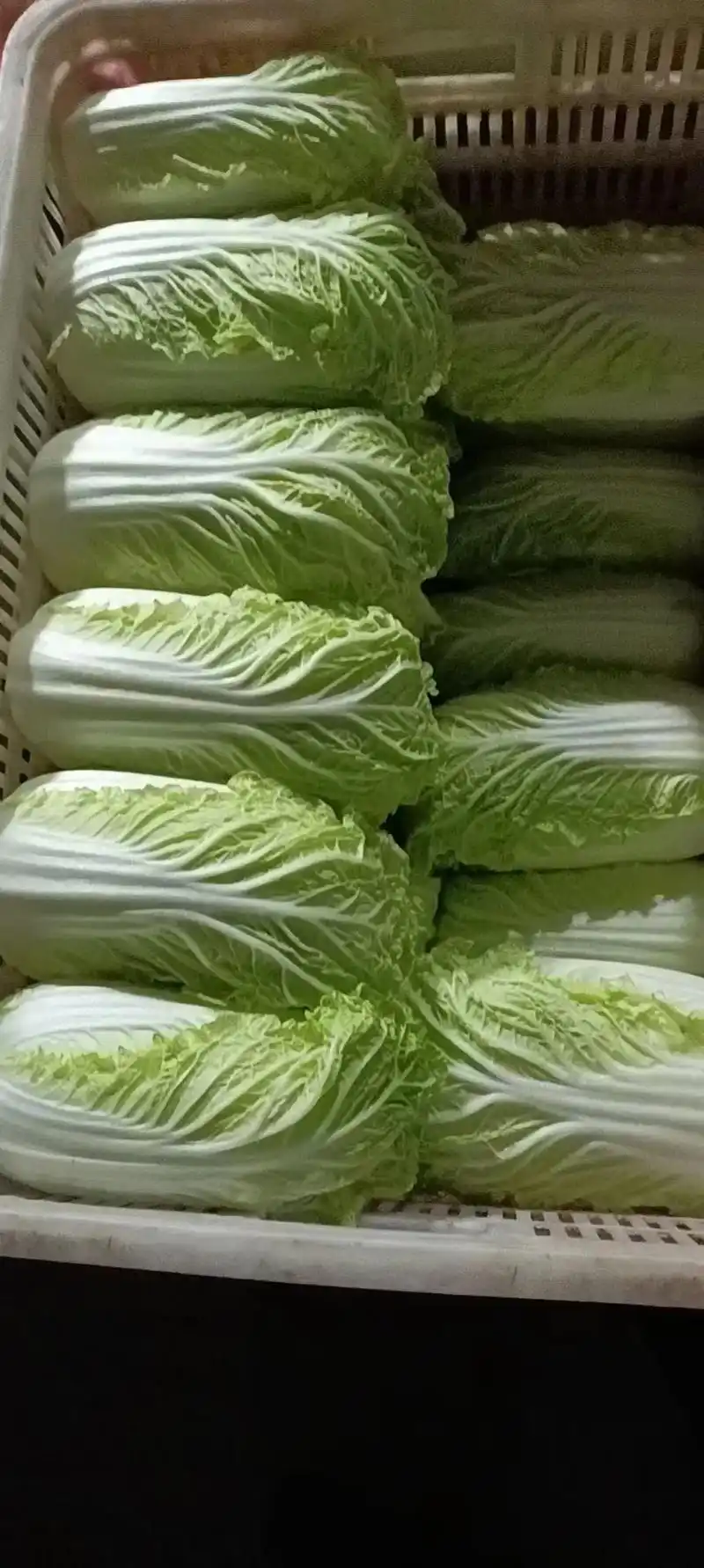 济阳县金绿源蔬菜蔬菜专业合作社娃娃菜现已大量上市了!