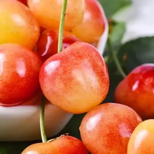 5斤整箱包邮现摘黄水晶黄蜜樱桃大樱桃当季车厘子大果预售