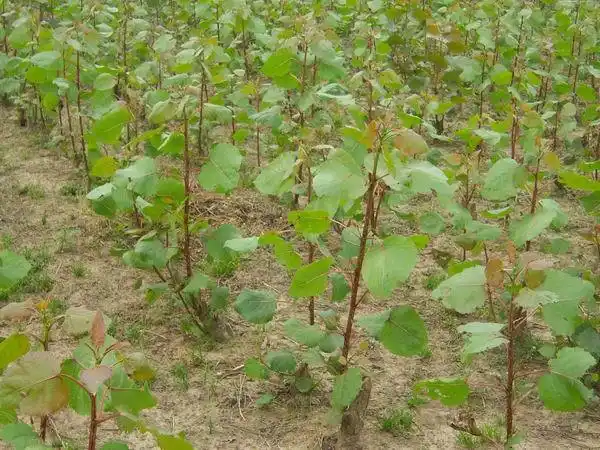 杨树苗-山西杨树/山西杨树出售5