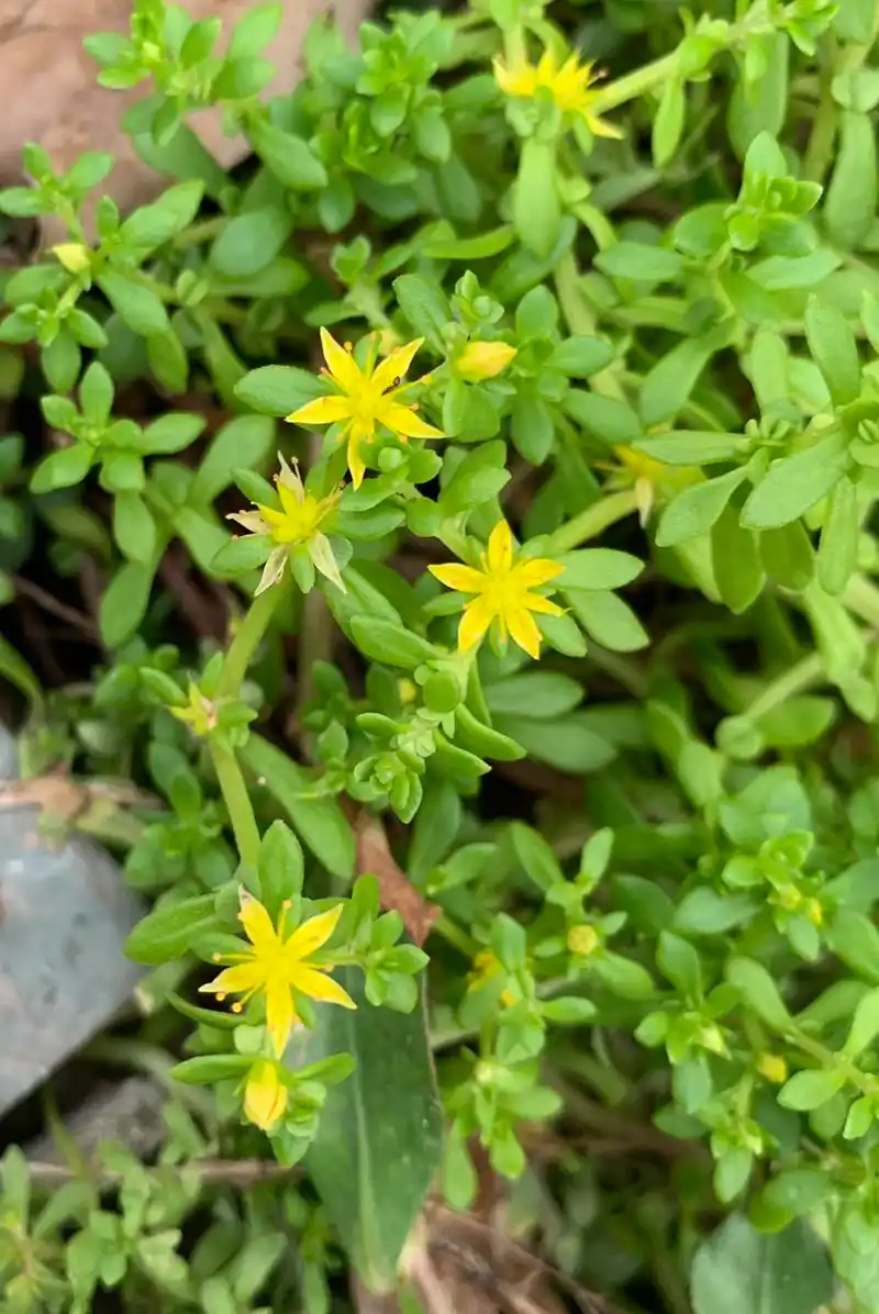 珠芽景天:土生土长的多肉植物