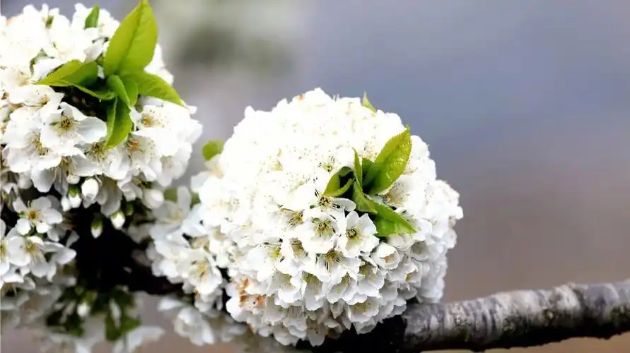 车厘子开花的样子你见过吗真的美极了