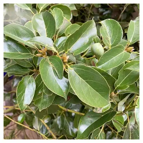 树叶樟树新鲜中药材樟叶香叶香樟香樟树中药其他药食同源食品