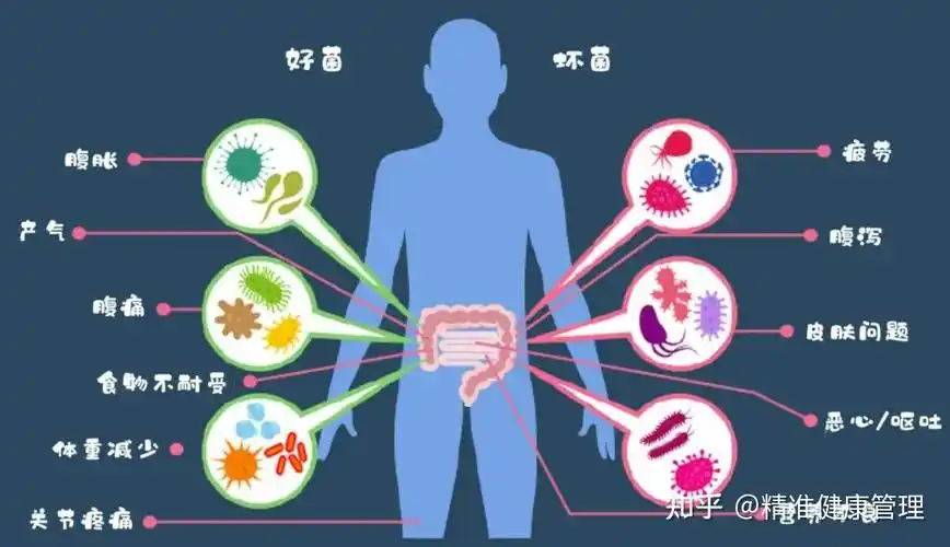 肠道菌群普及一食物的消化分解和吸收比食物的摄取更加重要