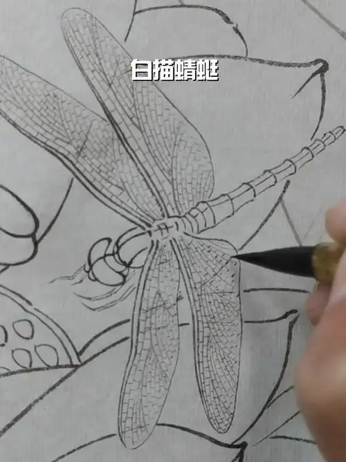 国画工笔  #工笔花鸟  #白描  #蜻蜓
